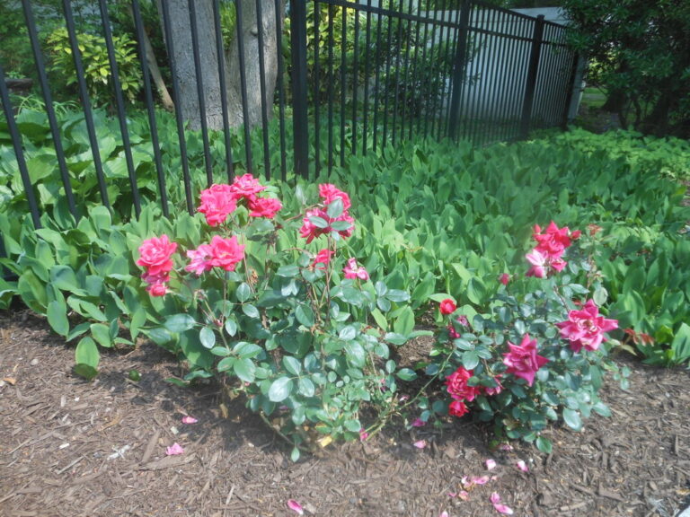 ernst-2019-06-01-102528_1_orig