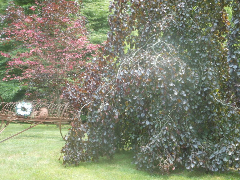 ernst-2019-06-01-130524_1_orig-1