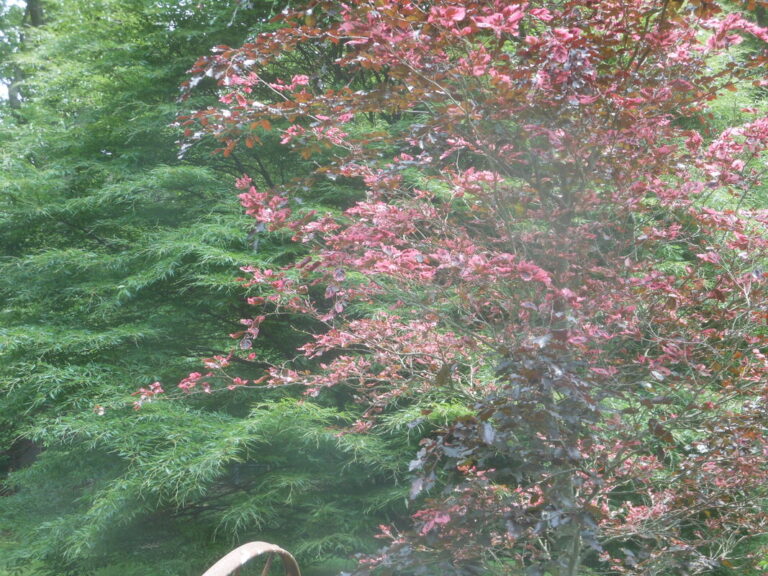 ernst-2019-06-01-130540_1_orig