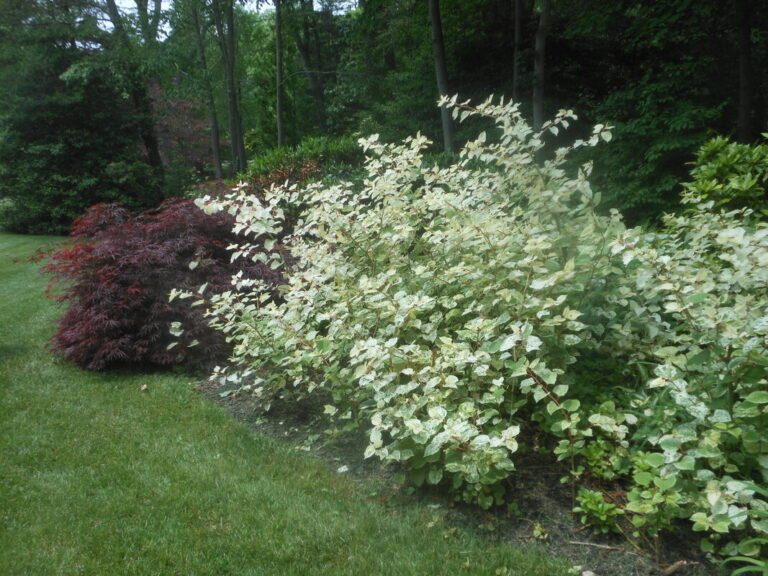 ernst-2019-06-01-130610_1_orig